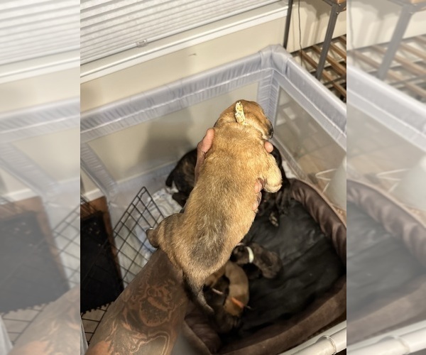 Medium Photo #55 Cane Corso-Saint Bernard Mix Puppy For Sale in LIVERMORE, CA, USA