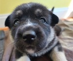 Puppy 3 German Shepherd Dog-Siberian Husky Mix