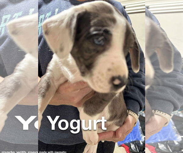 Medium Photo #2 Catahoula Leopard Dog-Labrador Retriever Mix Puppy For Sale in GILBERTS, IL, USA