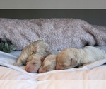 Small #2 Goldendoodle