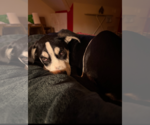 Small #13 Huskies  Mix