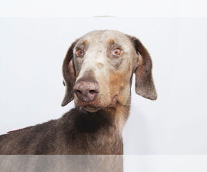 Doberman Pinscher Dogs for adoption in Pasadena, CA, USA