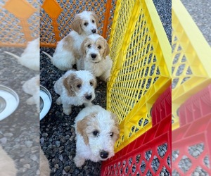 Goldendoodle-Poodle (Standard) Mix Puppy for sale in RIO RANCHO, NM, USA