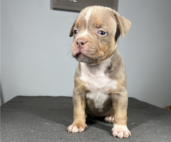 Medium Photo #6 American Bully Puppy For Sale in MABLETON, GA, USA