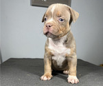 Small Photo #6 American Bully Puppy For Sale in MABLETON, GA, USA