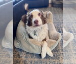 Small #1 Australian Shepherd
