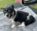 Puppy Puppy 2 male Pembroke Welsh Corgi