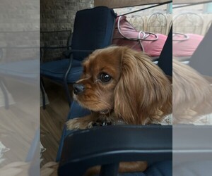 Mother of the Cavalier King Charles Spaniel puppies born on 05/13/2025
