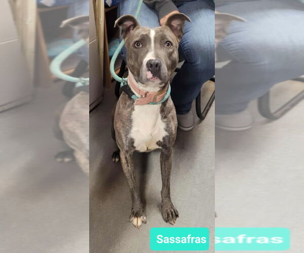 Medium Photo #3 Mutt Puppy For Sale in Richmond, IN, USA