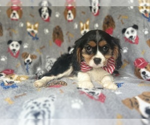 Cavalier King Charles Spaniel Puppy for sale in LAKELAND, FL, USA