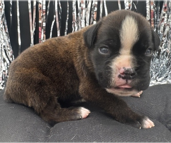 Medium Photo #4 Boxer Puppy For Sale in PAWNEE CITY, NE, USA