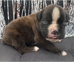 Small #3 Boxer
