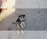 Small Photo #4 Siberian Husky Puppy For Sale in RENO, NV, USA