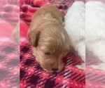Small #6 Cavapoo (Standard)