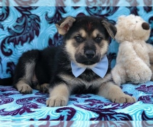 German Shepherd Dog Puppy for sale in CLAY, PA, USA