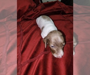 Dachshund Puppy for sale in SOUTH BOSTON, VA, USA