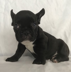 French Bulldog Puppy for sale in CHARLESTON, SC, USA