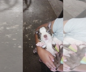 Boston Terrier Dogs for adoption in PHOENIX, AZ, USA