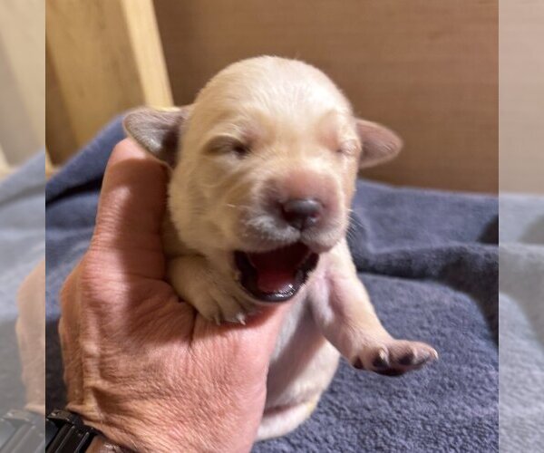 Medium Photo #51 Labrador Retriever Puppy For Sale in HIGH POINT, NC, USA