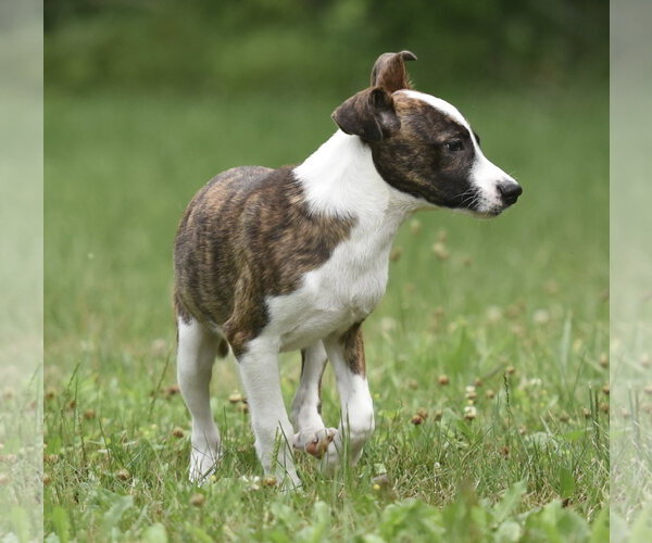 Medium Photo #2 Plott Hound-Unknown Mix Puppy For Sale in Mechanicsburg, PA, USA