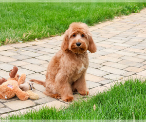 Cavapoo (Miniature) Puppy for sale in SYRACUSE, IN, USA