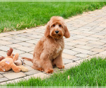 Small Cavapoo (Miniature)