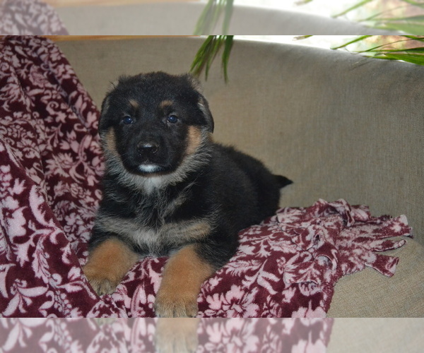 Medium Photo #1 German Shepherd Dog Puppy For Sale in GREENWOOD, WI, USA