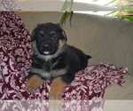Puppy Tansy German Shepherd Dog