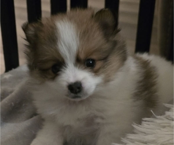 Medium Photo #4 Pomeranian Puppy For Sale in MENIFEE, CA, USA