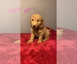 Small Photo #9 Goldendoodle Puppy For Sale in NORTH VERNON, IN, USA