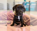Small #3 Mutt