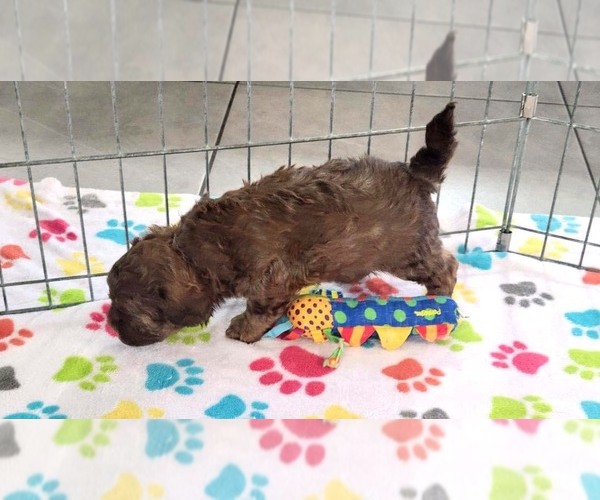 Medium Photo #2 ShihPoo Puppy For Sale in ORO VALLEY, AZ, USA