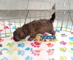 Small #1 ShihPoo