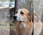 Small #8 Great Pyrenees