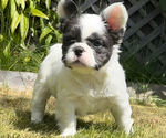 Puppy Fluffy French Bulldog