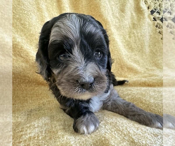 Medium Photo #2 Cavapoo Puppy For Sale in GILBERTSVILLE, PA, USA