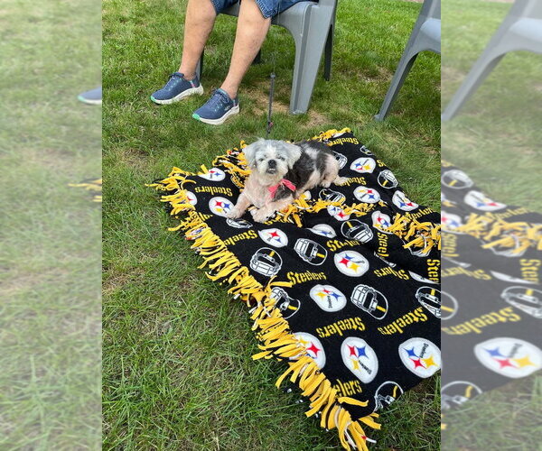 Medium Photo #3 Shih Tzu-Unknown Mix Puppy For Sale in Springdale, PA, USA