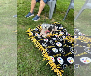 Mitzi - Female Shih Tzu-Unknown Mix Dog for Adoption - Photo #3