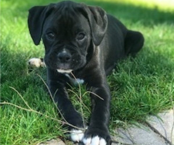 Medium Photo #4 Boxer Puppy For Sale in LACEY, WA, USA