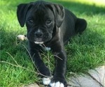 Small Photo #4 Boxer Puppy For Sale in LACEY, WA, USA