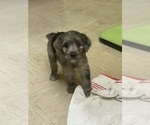 Puppy Sailor F2 Aussiedoodle