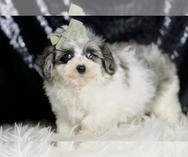 Medium Photo #3 Maltipoo Puppy For Sale in WARSAW, IN, USA