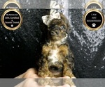 Small Photo #26 Poodle (Toy) Puppy For Sale in WARSAW, IN, USA