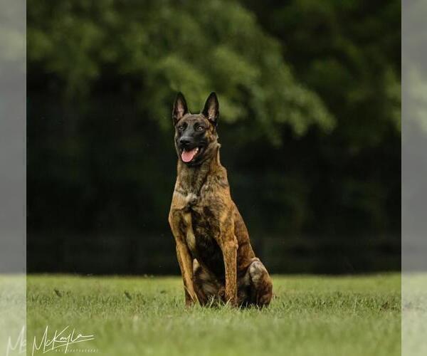 Medium Photo #1 Dutch Shepherd Dog Puppy For Sale in POPLARVILLE, MS, USA