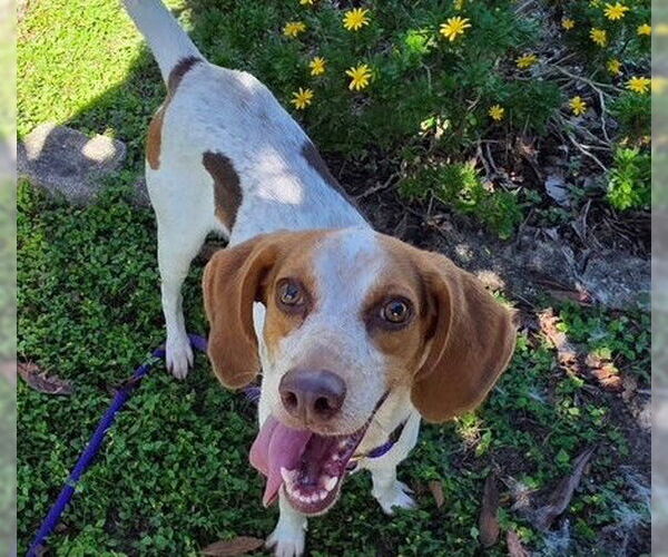 Medium Photo #2 Treeing Walker Coonhound Puppy For Sale in Ocala, FL, USA