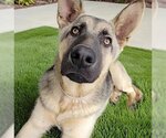 Small Photo #1 German Shepherd Dog Puppy For Sale in Downey, CA, USA