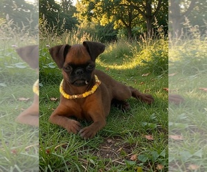 Brussels Griffon Puppy for sale in SCOTTSDALE, AZ, USA
