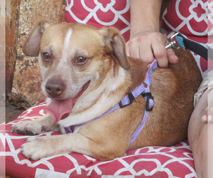 Beagi Dogs for adoption in Camden, SC, USA
