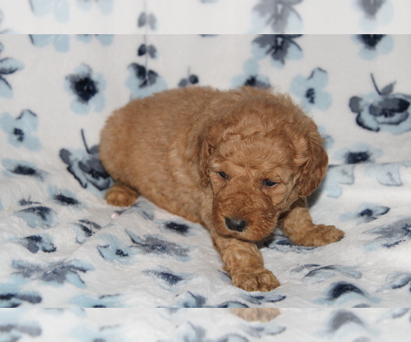 Medium Photo #7 Goldendoodle (Miniature) Puppy For Sale in BLOOMINGTON, IN, USA