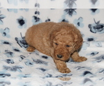 Small Photo #7 Goldendoodle (Miniature) Puppy For Sale in BLOOMINGTON, IN, USA